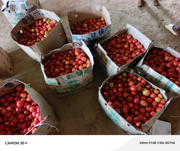 Tomates frais en vrac