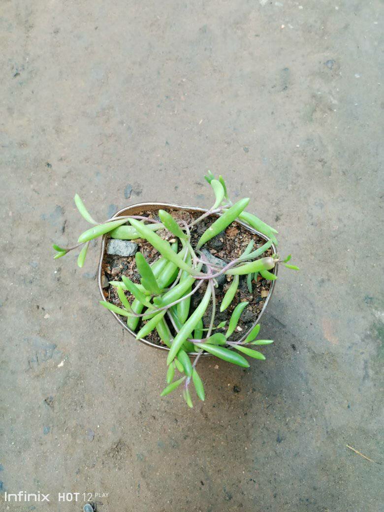 plantes vertes d'intérieur