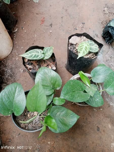 plantes vertes d'intérieur