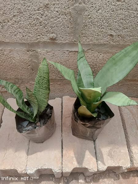 plantes vertes d'intérieur