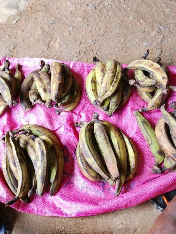 Banane plantain fraîche
