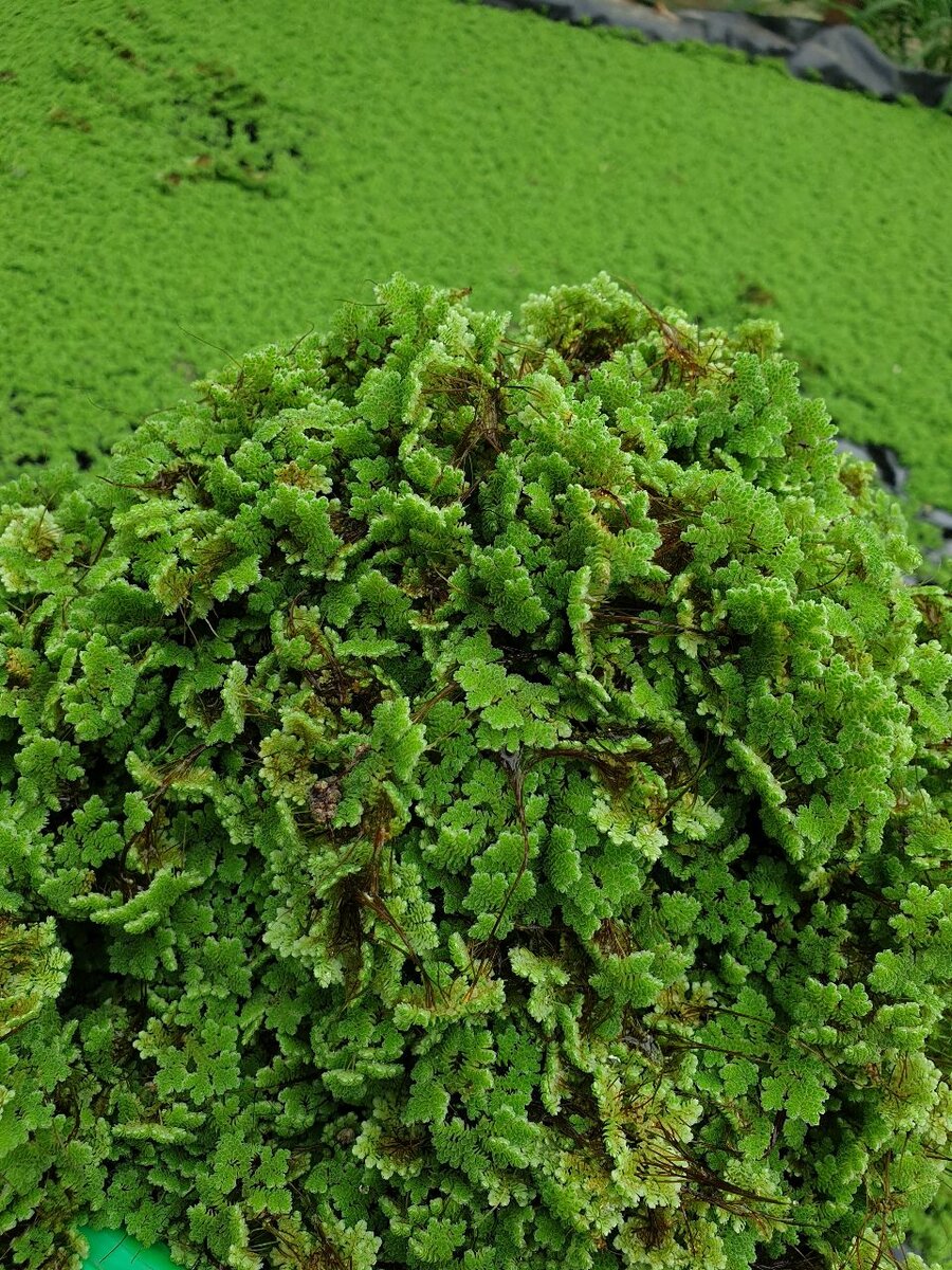 Azolla