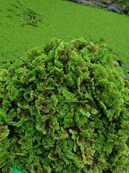 Azolla