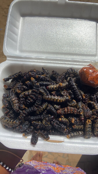 Chenilles sauté et grillé