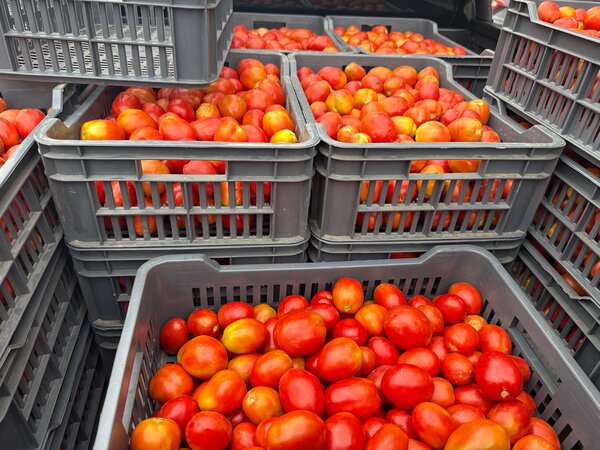 Tomates fraîches de qualité