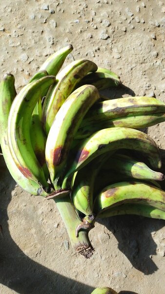 Délicieux plantains verts frais