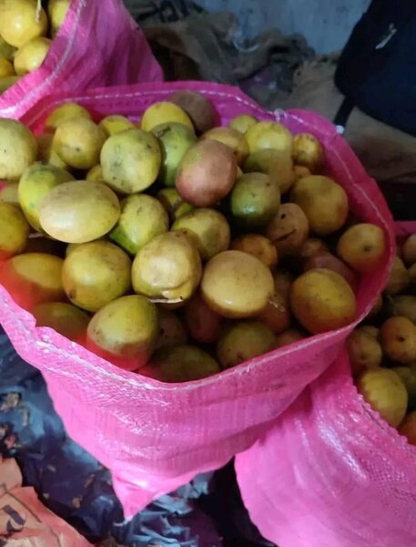 Fruits tropicaux fraîchement cueillis