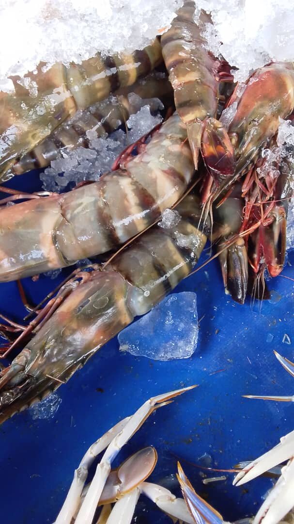 Crevettes fraîches sur glace