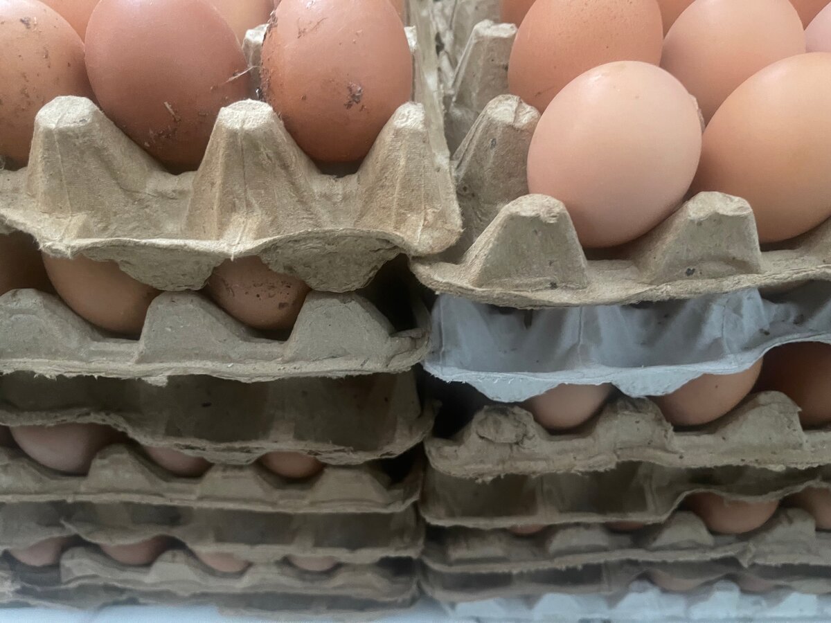 Œufs frais de ferme