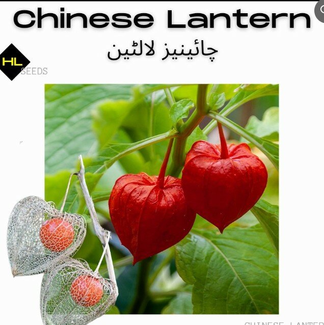 Chinese Lantern Seeds