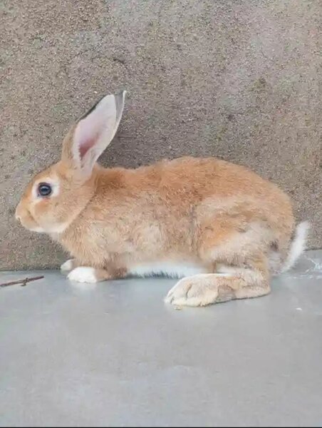 Lapins de compagnie et pour ma