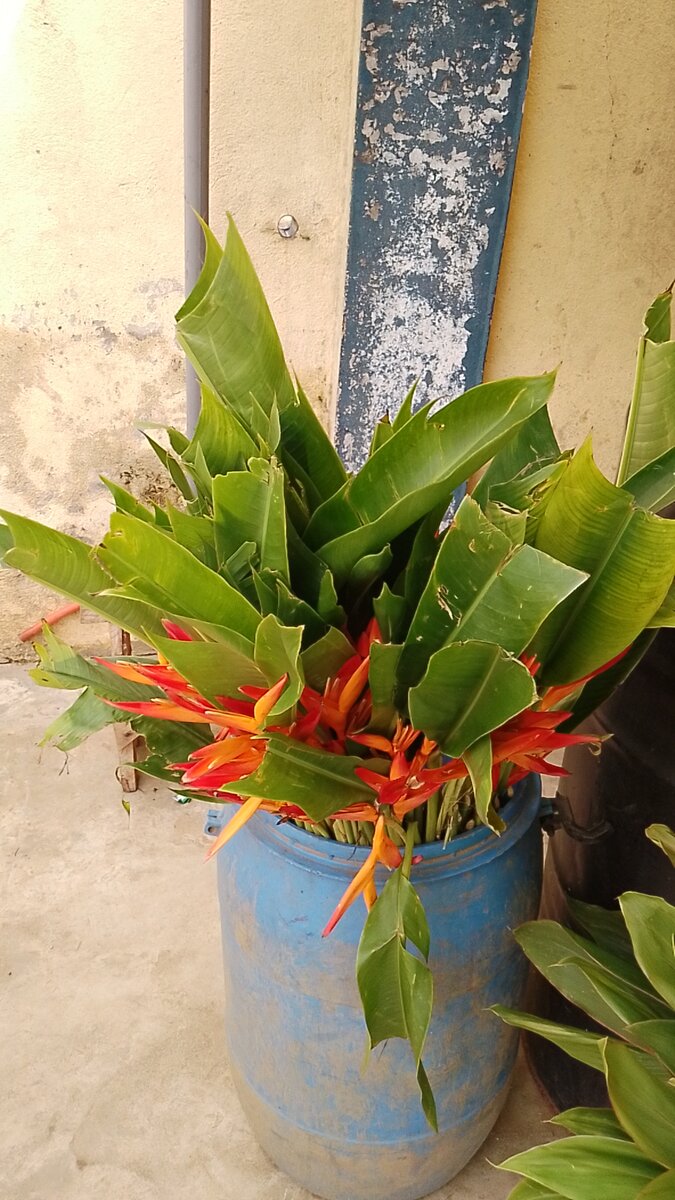 Bouquet tropical de fleurs exotiques