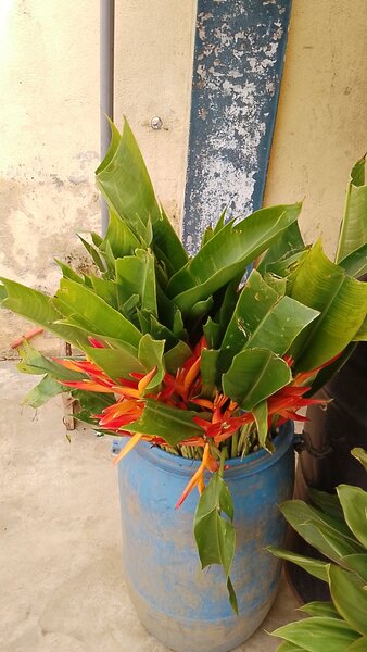 Bouquet tropical de fleurs exotiques