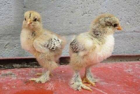 Poussins