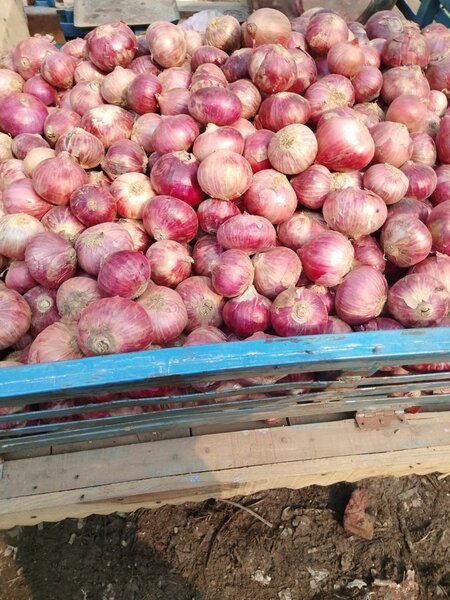 Onion 1kg