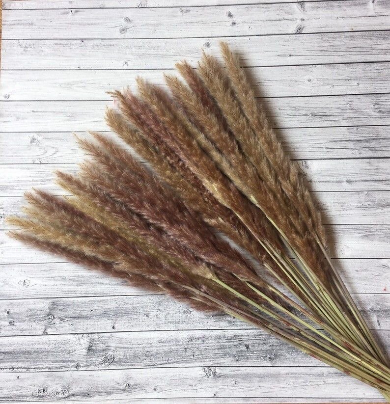 Pampas séchées décoratives