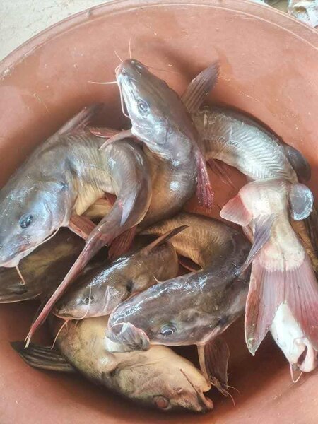 Machoiron deau douce frais