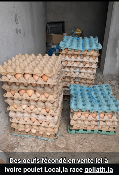 Œufs Fécondés Poulet Goliath