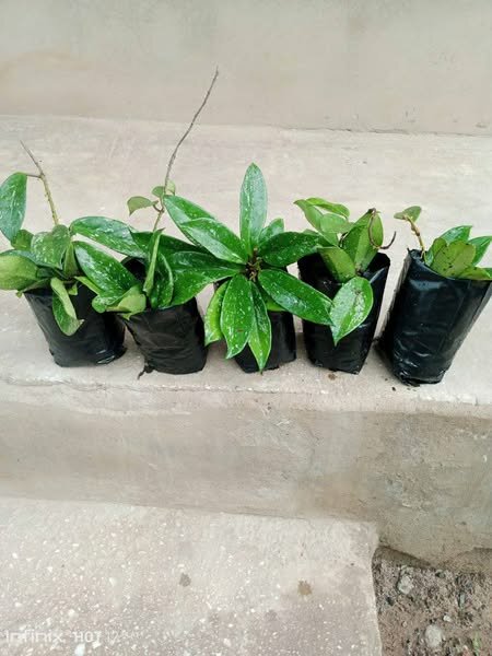 plantes vertes d'intérieur