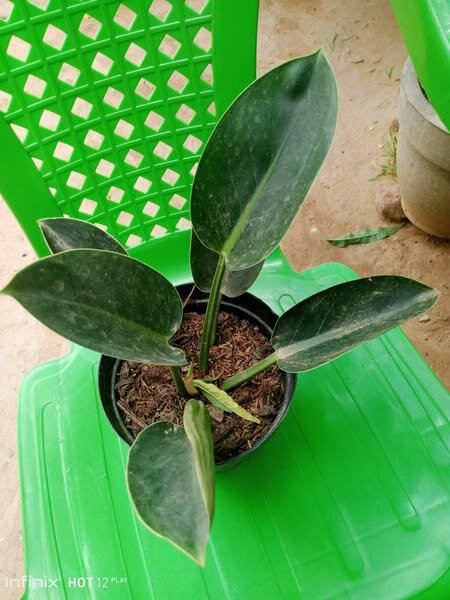 plantes vertes d'intérieur