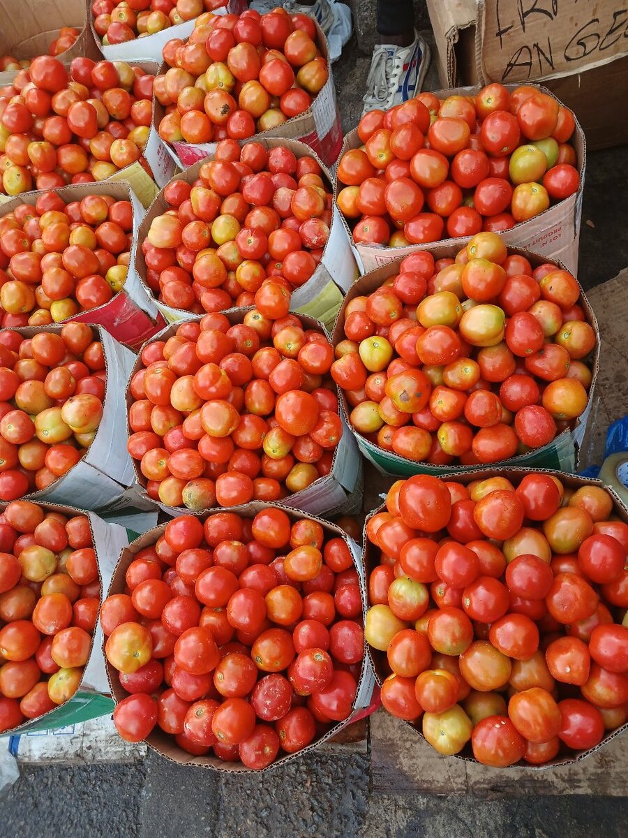 Tomates fraîches de qualité