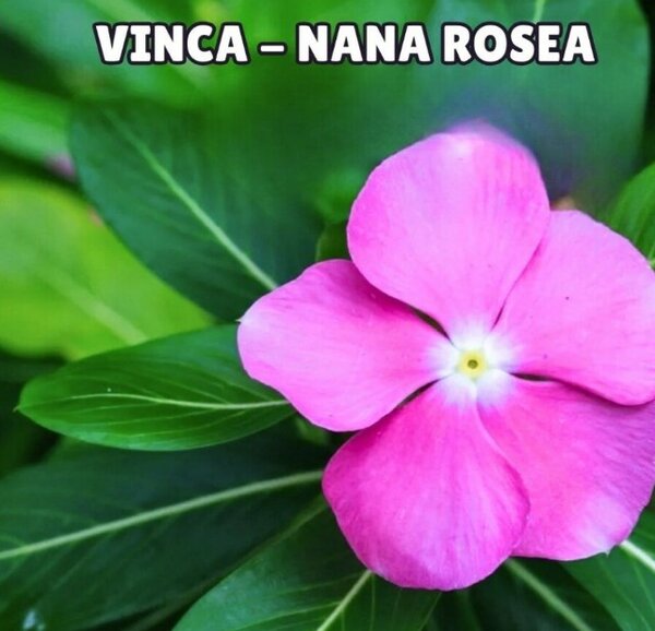 Vinca Nana Rosea Seeds
