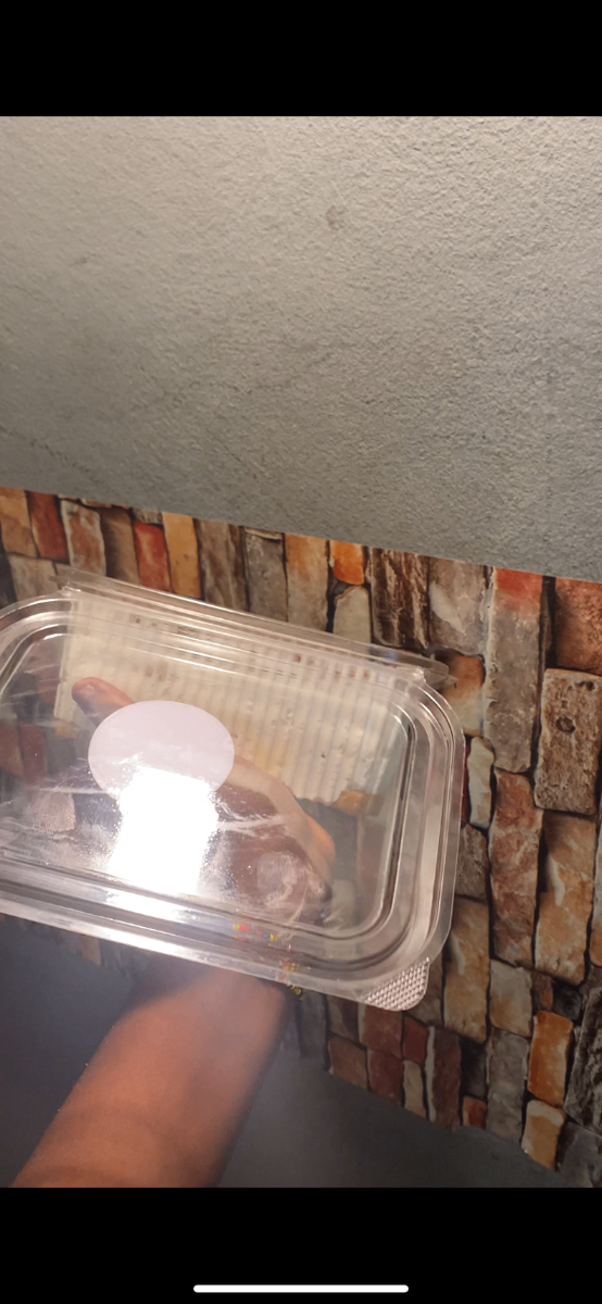 Tiramisu speculos lotus