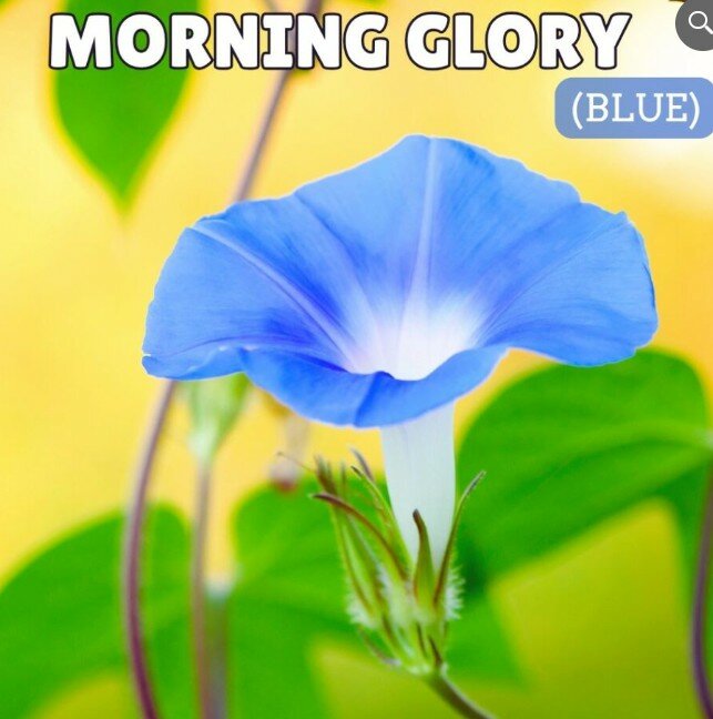 Morning Glory Blue Seeds