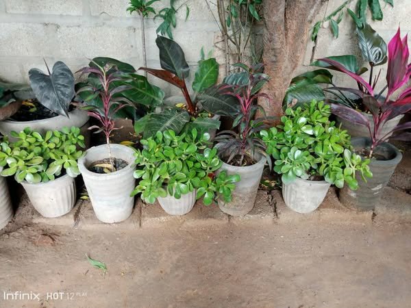 plantes vertes d'intérieur