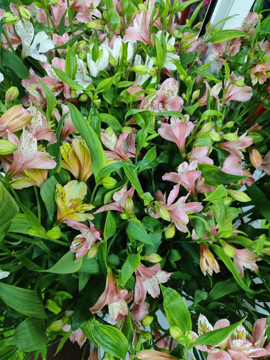 Альстермерия