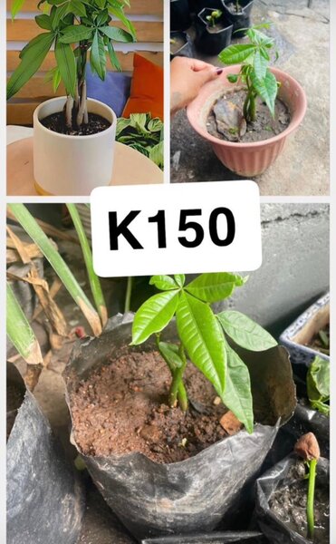 Money Tree (Guiana Chestnut) Pachira Braid