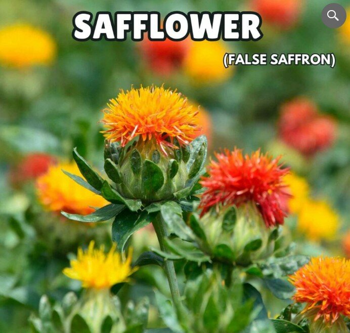 Safflower Seeds ( False Saffron)