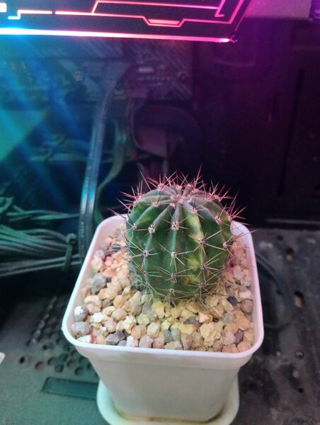 Компьютерный кактус