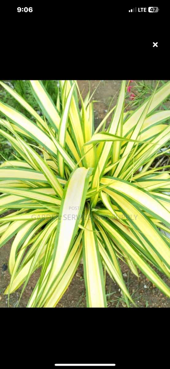 Daniella plant and spider plant for sale