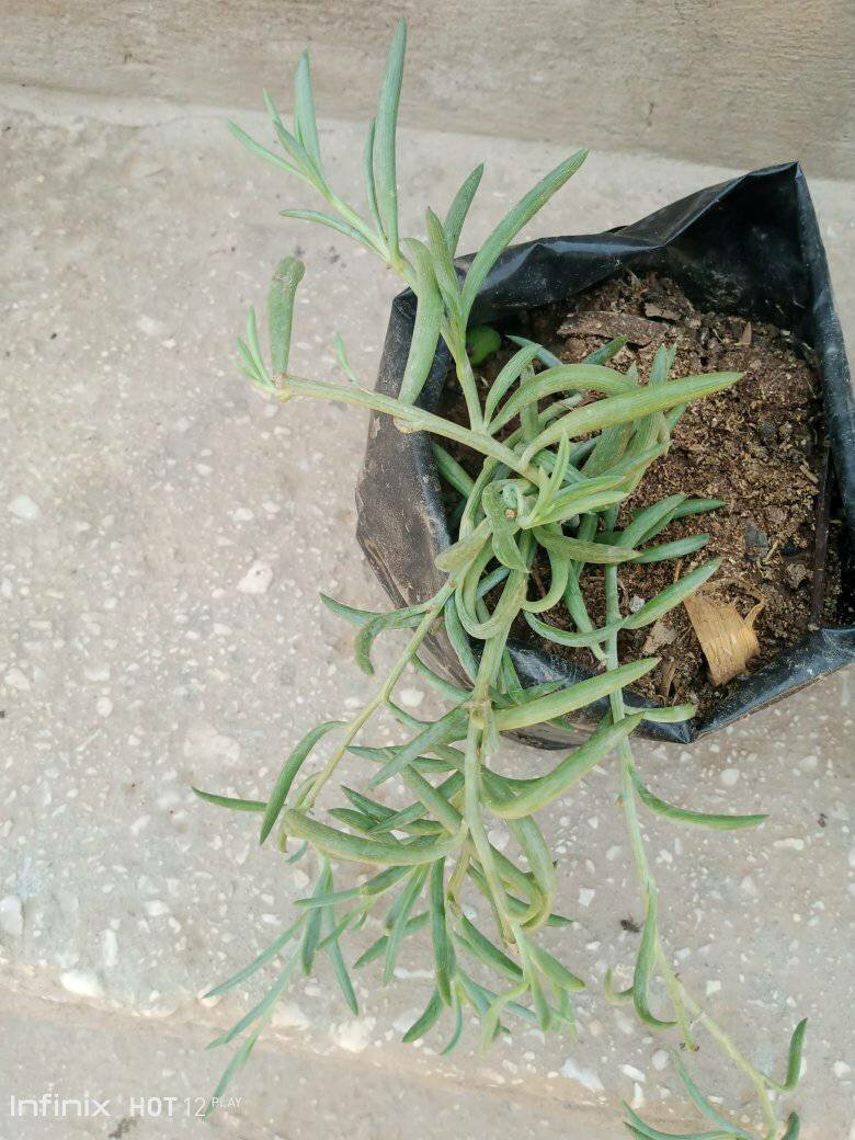 plantes vertes d'intérieur