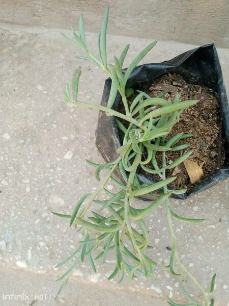 plantes vertes d'intérieur