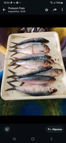 Flyper, crevettes, sa