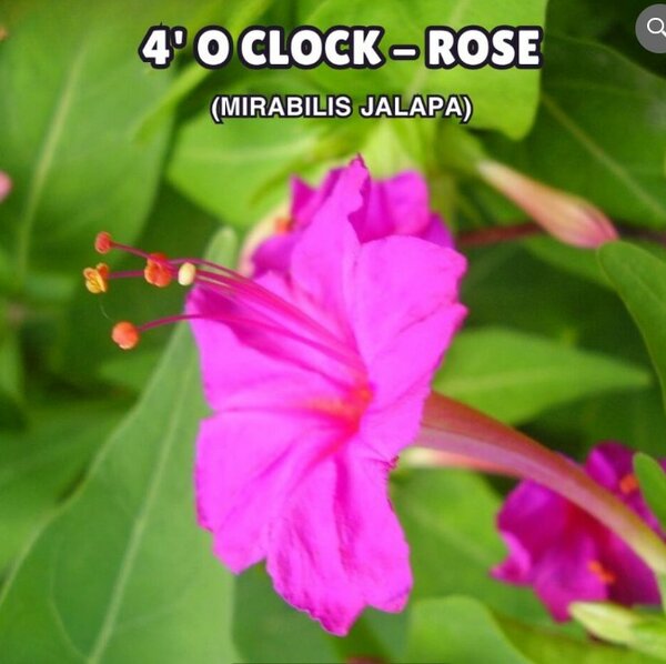 4′ O Clock , Mirabilis Jalapa Seeds (Rose)