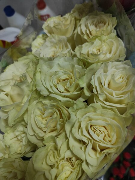 Роза голандская Мондиаль