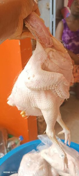 Pondeuses locale fraîche