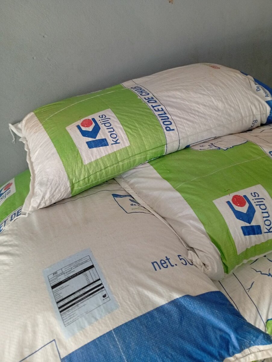 Croissance chaire Koudijs