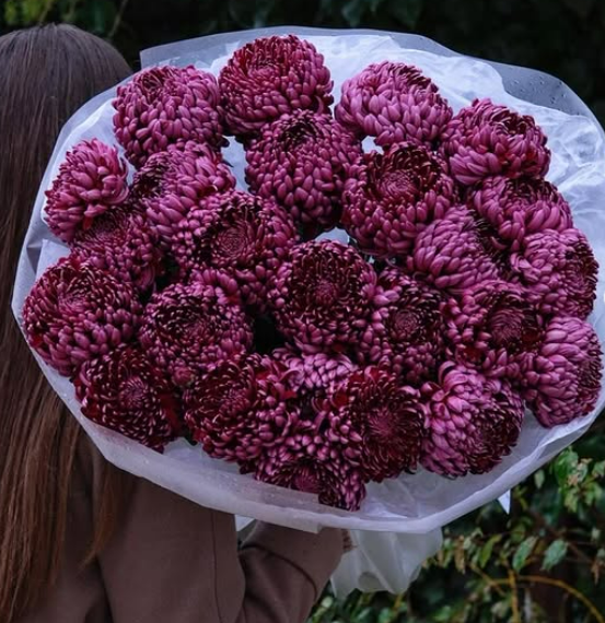 Винные хризантемы