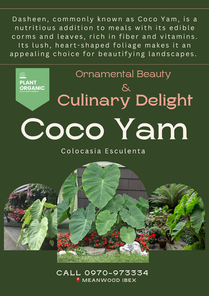 Coco Yam