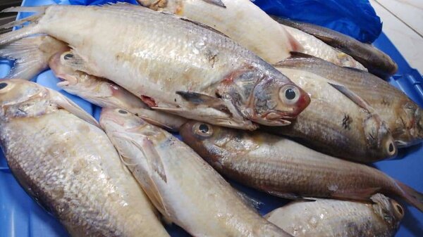 Capitaine de mer 4000 le kg