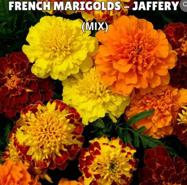 French Marigolds – Jaffery (Mix)