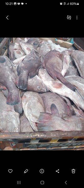 Poisson frais  qualité merou