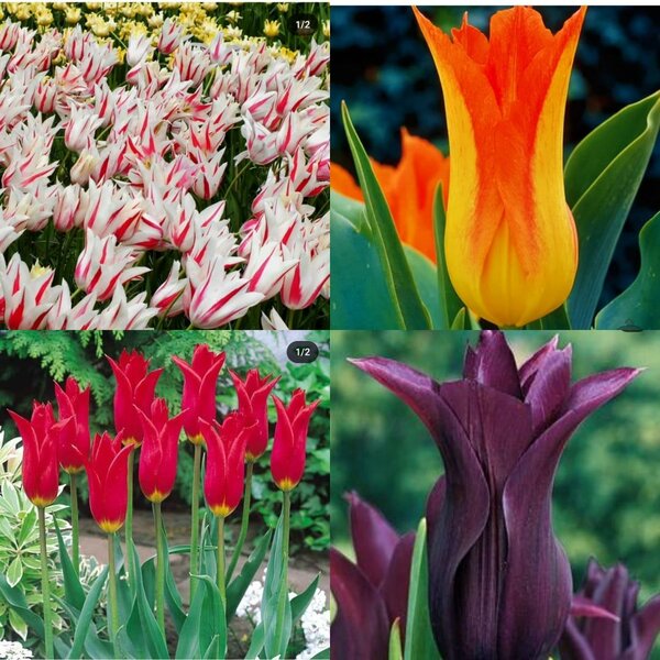 Лилейные тюльпаны