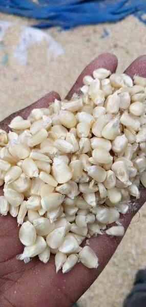 White maize