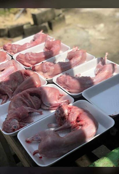 Viande de Lapin Fraîche