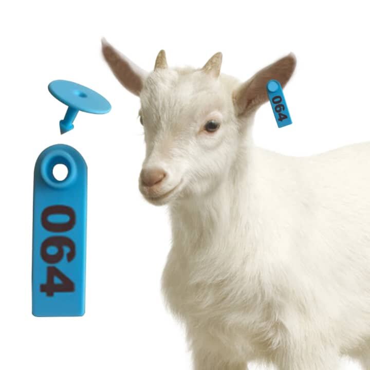 Anneau d'identification:mouton